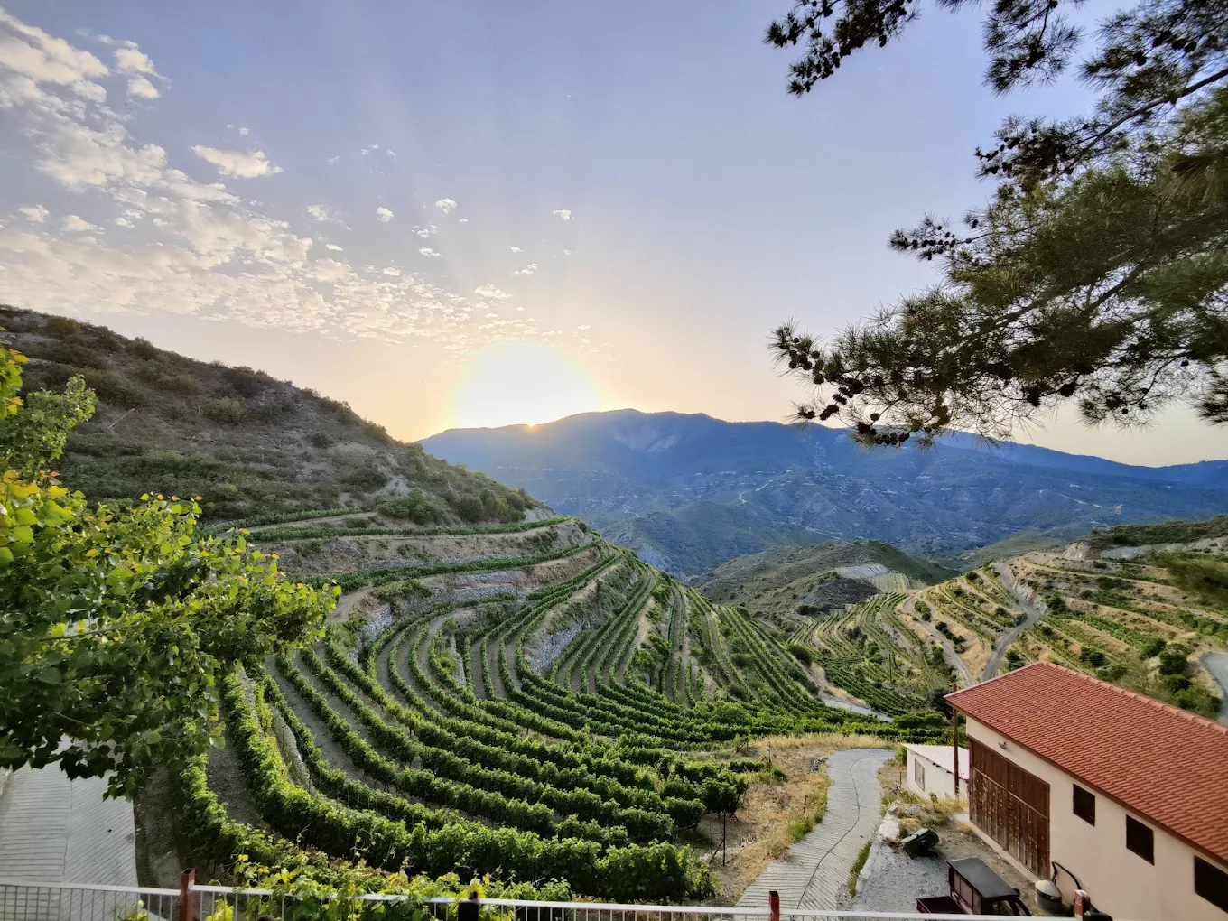 Tsiakkas Winery