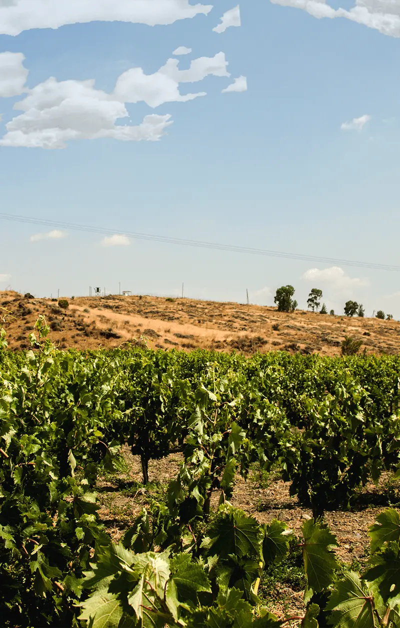 Aes Ambelis Winery