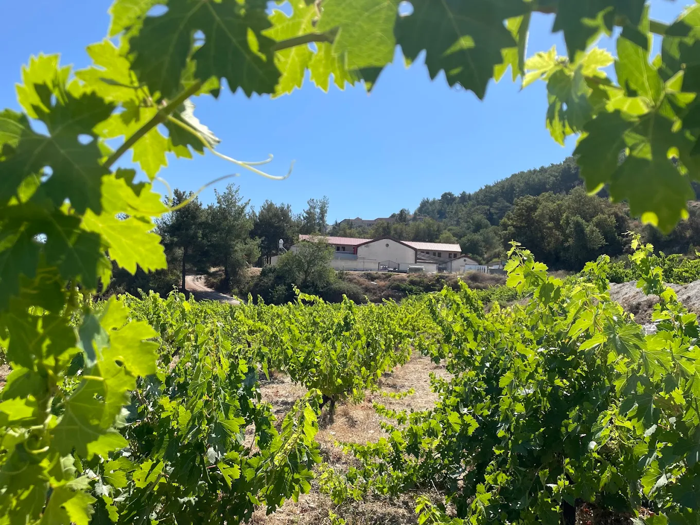 Chrysoroyiatissa Winery